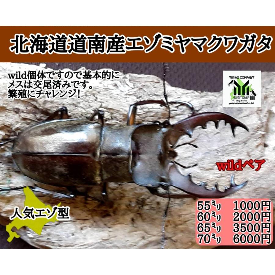 エゾミヤマクワガタ 雄雌セット 70ミリ規格 Romashka Kmv Ru