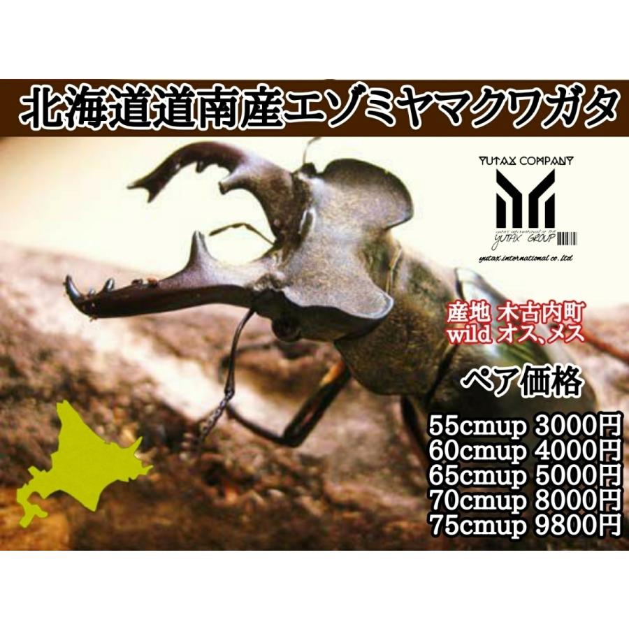 高い品質 エゾミヤマクワガタ 雄雌セット 75ミリ規格 在庫限り Zoetalentsolutions Com