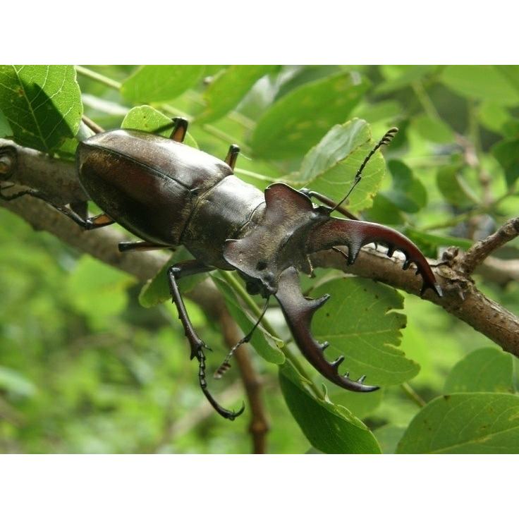 エゾミヤマクワガタ 雄雌セット 75ミリ規格 Ezomiyama75 ユタックス物産 通販 Yahoo ショッピング