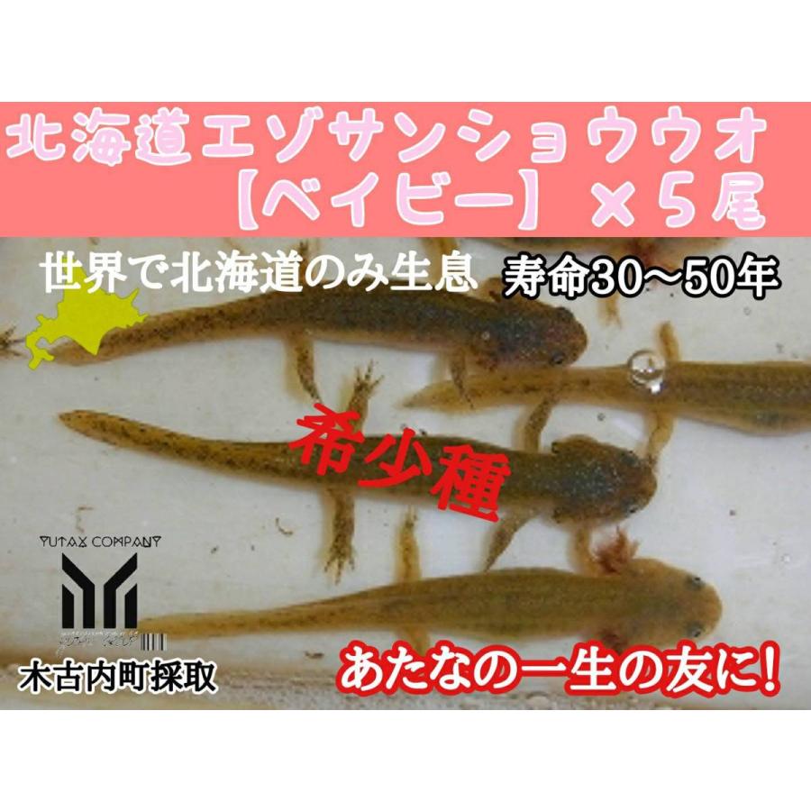 北海道 木古内町産 サンショウウオ エゾサンショウウオ 子供 5匹 Ezosannsixyou ユタックス物産 通販 Yahoo ショッピング