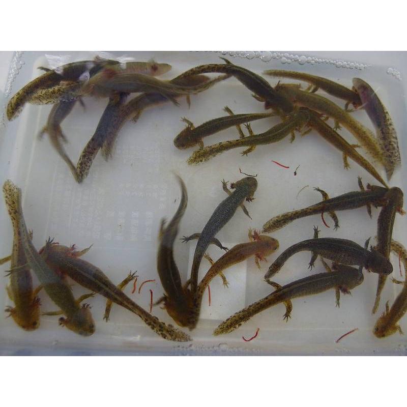 北海道 木古内町産 サンショウウオ エゾサンショウウオ 子供 5匹 Ezosannsixyou ユタックス物産 北海道 通販 Yahoo ショッピング