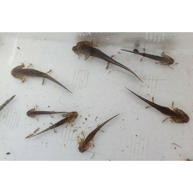 北海道 木古内町産 サンショウウオ エゾサンショウウオ 子供 5匹 Ezosannsixyou ユタックス物産 通販 Yahoo ショッピング