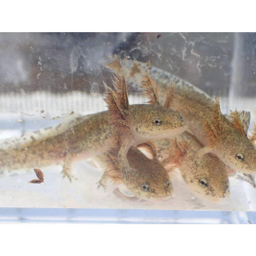 北海道 木古内町産 サンショウウオ エゾサンショウウオ 子供 5匹 Ezosannsixyou ユタックス物産 通販 Yahoo ショッピング