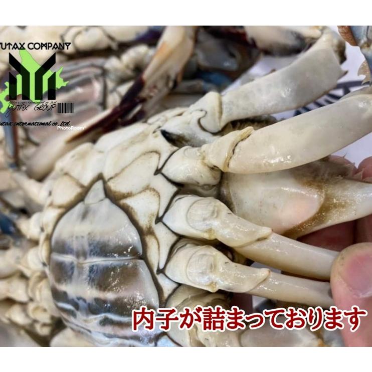 北海道産　内子入り　ワタリガニ　1㎏ 北海道産 超巨大 内子入り ワタリガニ 1杯 600gアップ