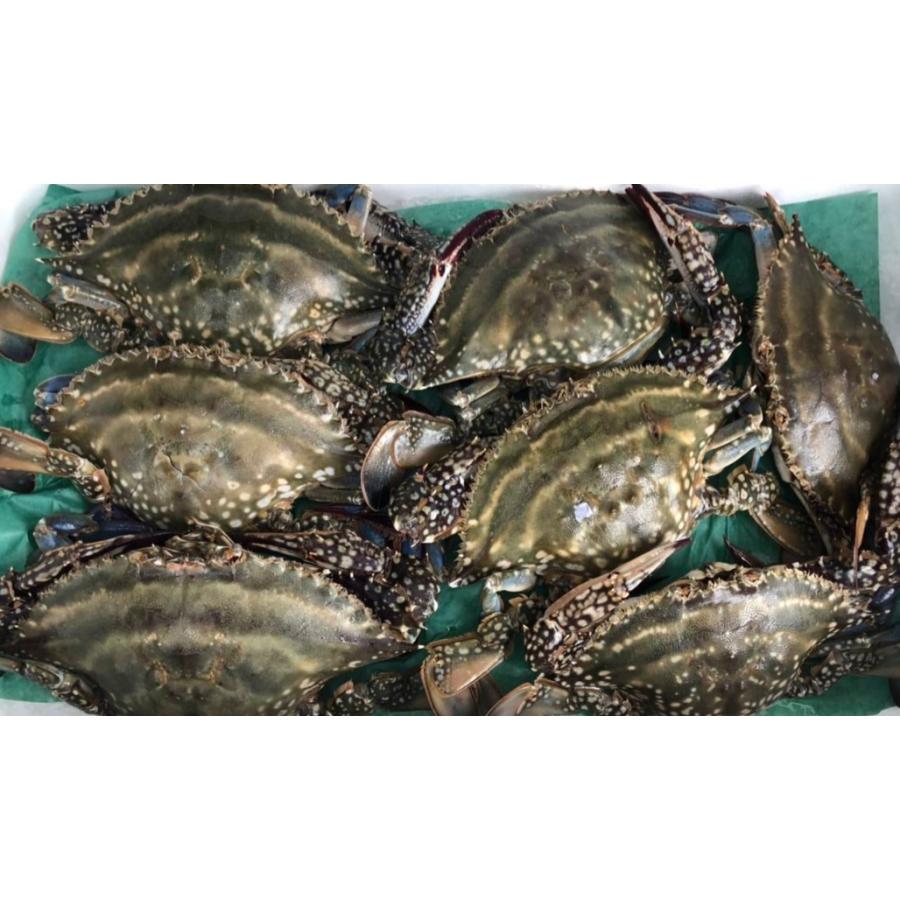 北海道産 特大 内子入り ワタリガニ 1杯500g以上 わたりがに