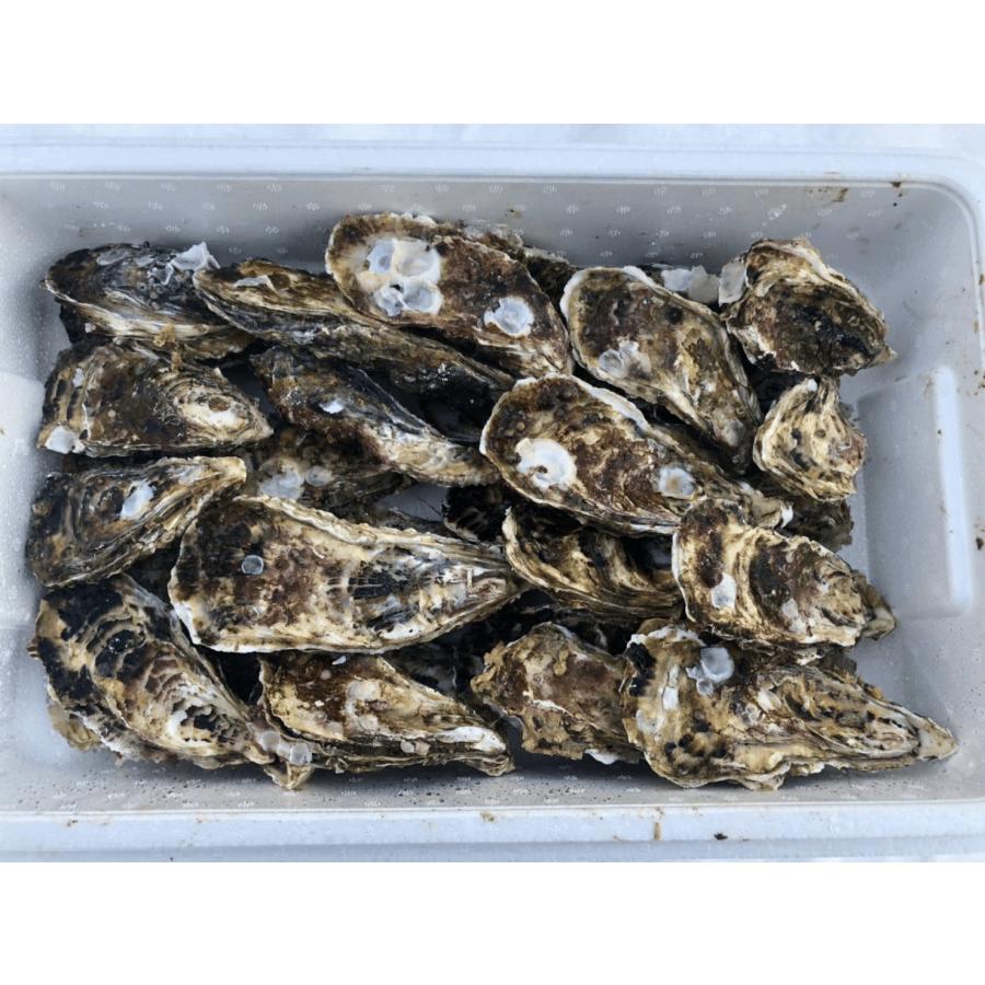 北海道知内産　ブランド　牡蠣　Lサイズ　50ヶ 北海道産 知内 牡蠣 カキ 50個 Lサイズ 生食用 : ユタックス グループ
