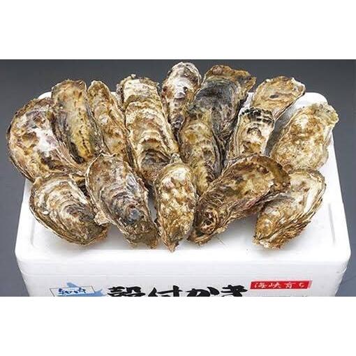 北海道知内産　ブランド　牡蠣　Lサイズ　50ヶ 北海道産 知内 牡蠣 カキ 50個 Lサイズ 生食用 : ユタックス グループ