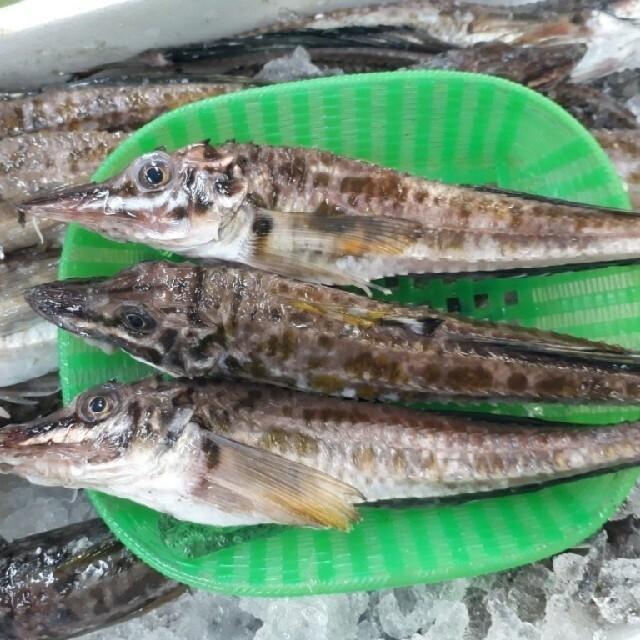 北海道 函館水揚げ 高級魚 ハッカク 5尾 八角 Kaxtukaku ユタックス グループ 北海道物産 通販 Yahoo ショッピング