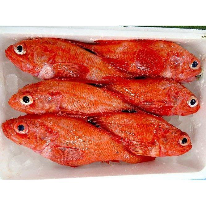 高級 北海道産 きんき（キチジ）2尾 : ユタックス グループ 北海道物産
