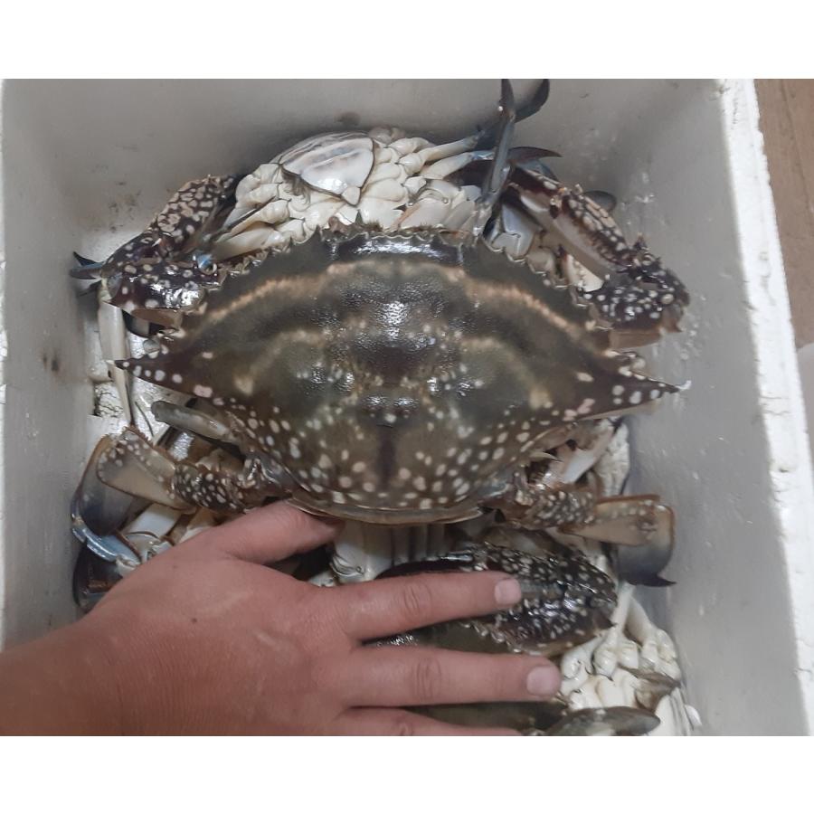 北海道産　内子入り　ワタリガニ　3㎏　1杯300~400㌘ 北海道産 超大型 内子入り ワタリガニ 3杯 1杯500g以上 : ユタックス