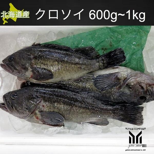 北海道産天然クロソイ 600 1kg 1尾 噴火湾 函館水揚げ黒ソイ 魚 鮮魚 Acibarra Org Br