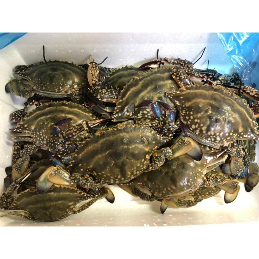 北海道 北斗産 ワタリガニ 内子入り 3kg わたりがに 渡り蟹