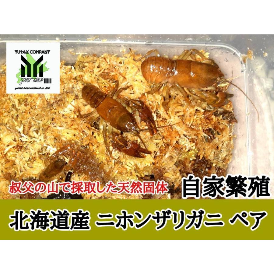 北海道 木古内町産 天然 ニホンザリガニ オスメスペア Infornoesfornopizzeria Com