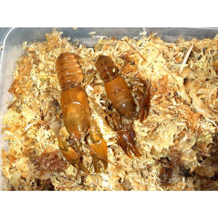 公式の 北海道 木古内町産 天然 ニホンザリガニ オスメスペア メス 人気no 1 本体 Kwsrbd Com