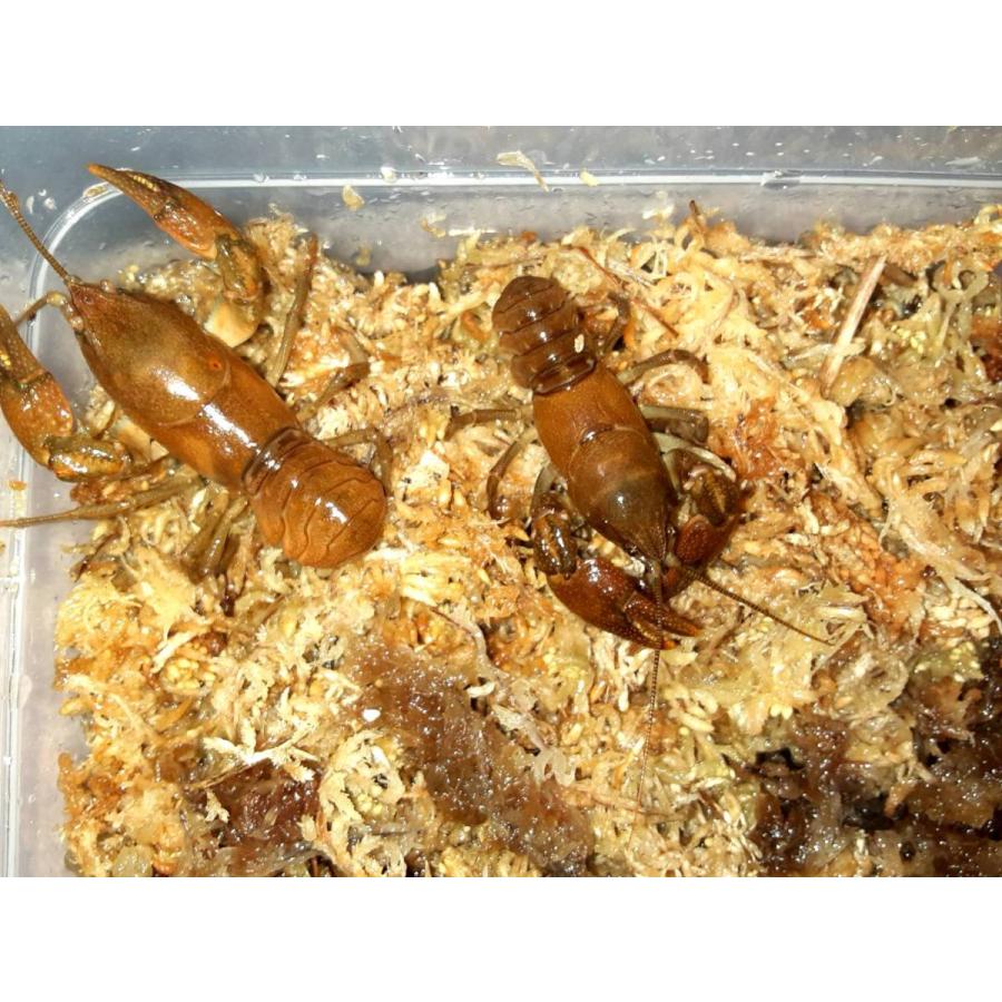 完売 北海道 木古内町産 天然 ニホンザリガニ オスメスペア ２セット メス 高知インター店 Nooitmeergrasmaaien Be