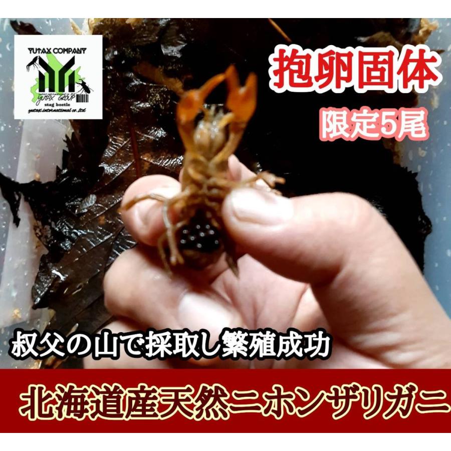 北海道産 ニホンザリガニ 最大52％オフ！ メス1匹 新作人気モデル 抱卵個体