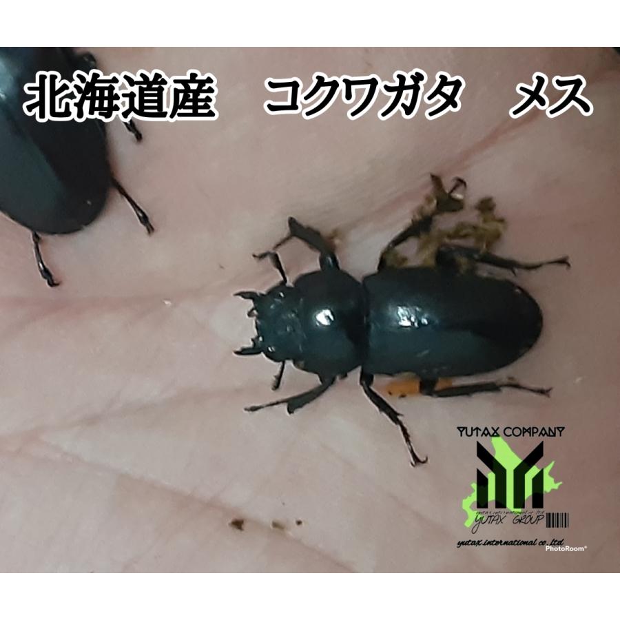北海道産 コクワガタ メス 2匹 P123 ユタックス グループ 北海道物産 通販 Yahoo ショッピング