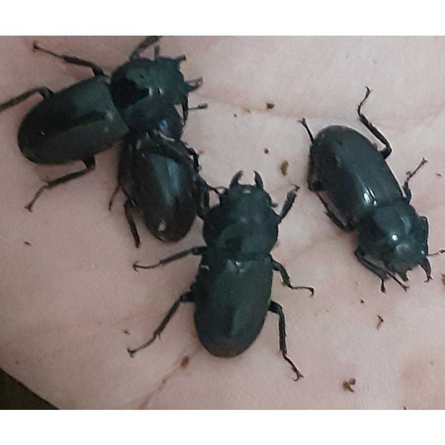 北海道産 コクワガタ メス 2匹 P123 ユタックス グループ 北海道物産 通販 Yahoo ショッピング