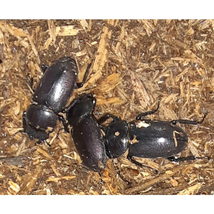 北海道産 コクワガタ メス 2匹 P123 ユタックス グループ 北海道物産 通販 Yahoo ショッピング