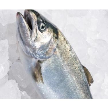 北海道 知内漁港水揚げ サクラマス 限定300尾 Sakuramasu ユタックス物産 通販 Yahoo ショッピング