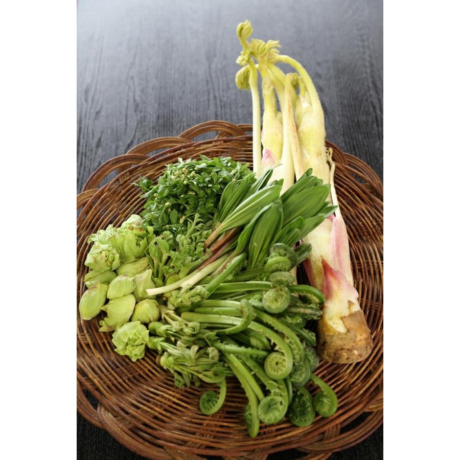 北海道木古内町産 天然山菜お任せセット 1kg Sannsaisextuto ユタックス物産 通販 Yahoo ショッピング