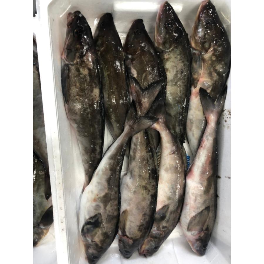 送料無料 特大 1枚600g前後 縞ホッケ開き ほっけ開き 干物 シマホッケ しまほっけ 一夜干し ホッケ 開き 縞ボッケ ホッケ干物 ほっけ 8枚