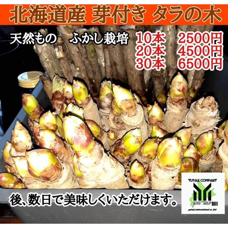 北海道産 芽付き タラの木 30本 ふかし栽培 山菜 Www Bollywoodpapa Com