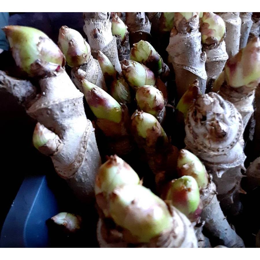 北海道産 芽付き タラの木 30本 ふかし栽培 山菜 Www Bollywoodpapa Com