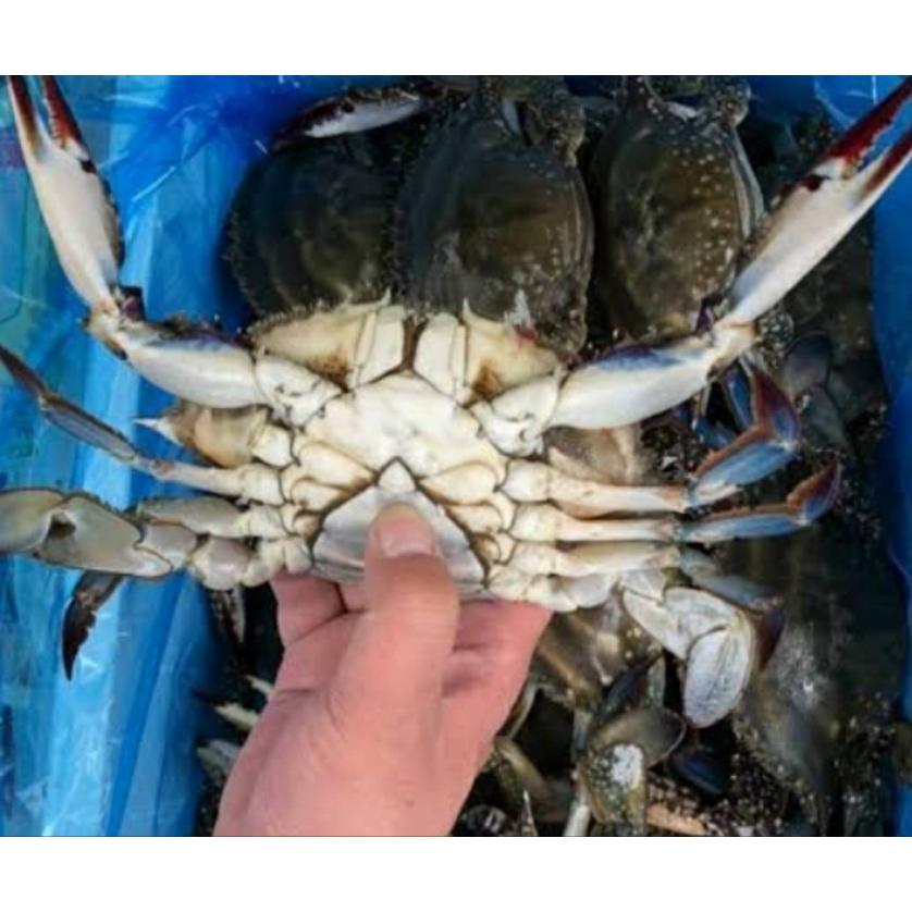 函館 噴火湾産 ワタリガニ 内子入り 1kg わたりがに 渡り蟹 函館 噴火湾産 ワタリガニ 内子入り 1kg わたりがに 渡り蟹