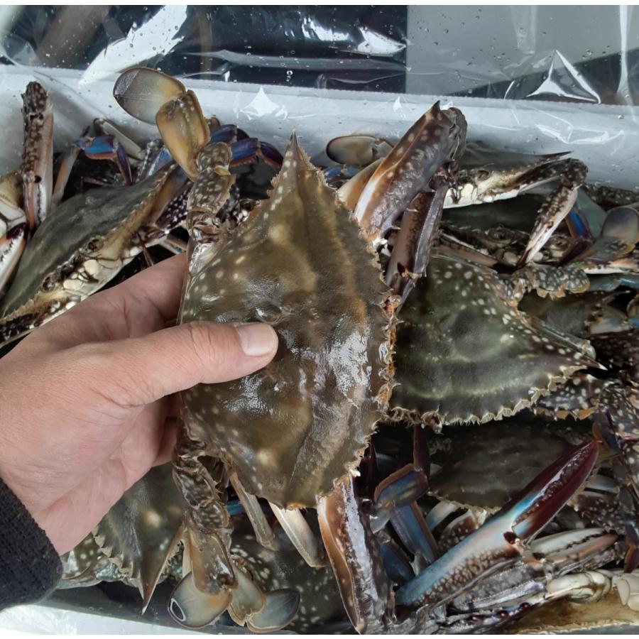 函館 噴火湾産 ワタリガニ 内子入り 1kg わたりがに 渡り蟹 函館 噴火湾産 ワタリガニ 内子入り 1kg わたりがに 渡り蟹