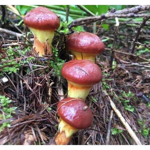 落葉キノコ（ハナイグチ） 北海道産 落葉キノコ ハナイグチ 塩漬け 瓶詰め 500g