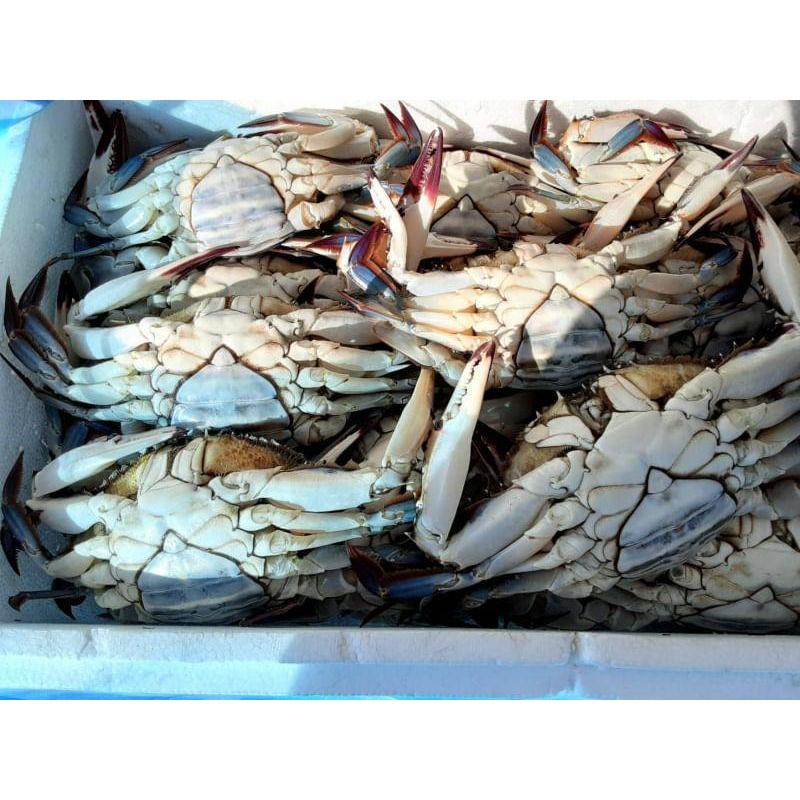 函館 噴火湾産 ワタリガニ メス内子入り 2kg わたりがに 渡り蟹 函館 噴火湾産 ワタリガニ メス内子入り 2kg わたりがに 渡り蟹