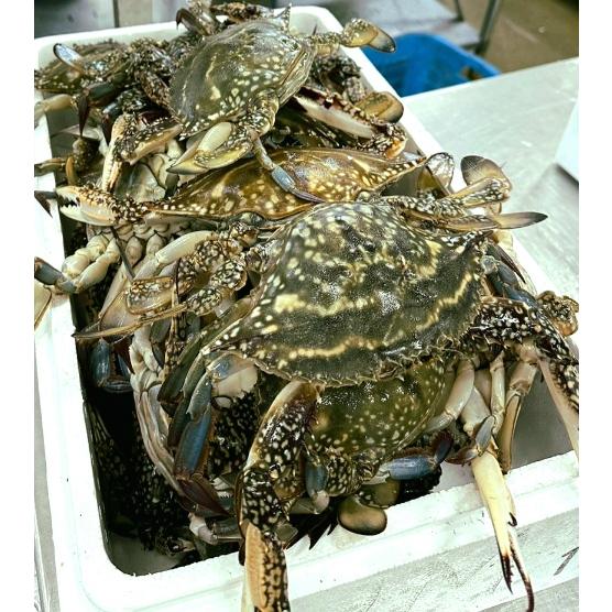 北海道産 内子入り ワタリガニ 5kg 12〜20杯 : ユタックス グループ