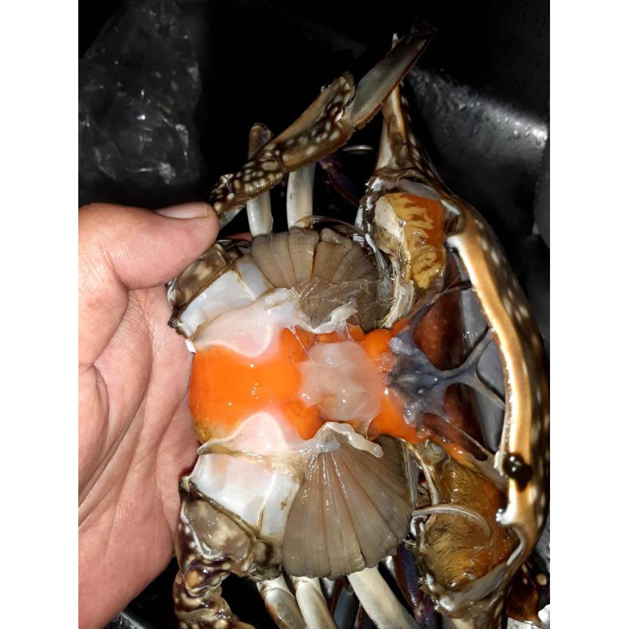 北海道産 内子入り ワタリガニ 5kg 12〜20杯 : ユタックス グループ