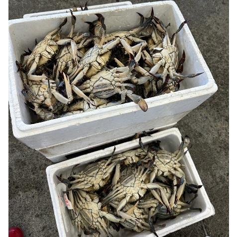 北海道産 内子入り ワタリガニ 5kg 12〜20杯 : ユタックス グループ