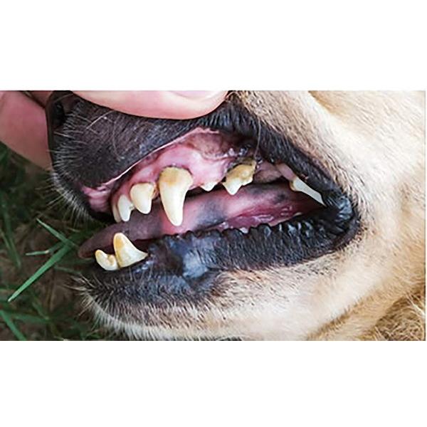 犬用品 お手入れ トリミング用品 デンタルケア用品 犬用歯ブラシ Fl 1525 歯ブラシ 犬用 デンタルケア 噛むだけ 歯垢除去 歯茎マッサージ 口臭対策 虫歯対策 天 バリュー家具 ゆとり生活研究所 通販 Yahoo ショッピング