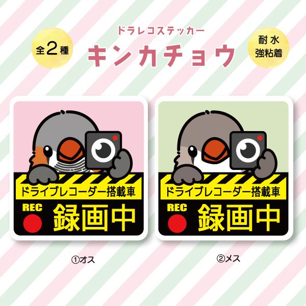 ドラレコステッカー キンカチョウ ドラレコ 録画中 搭載 前後 カメラ 鳥 可愛い かわいい | 