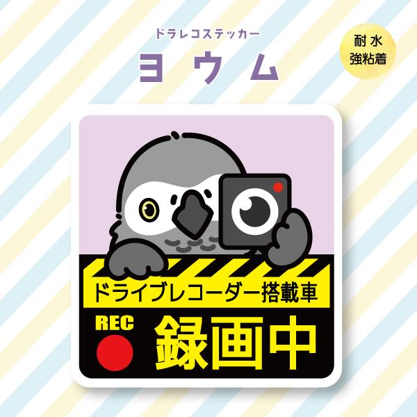 ドラレコステッカー ヨウム ドラレコ 録画中 搭載 前後 カメラ 鳥 可愛い かわいい | 