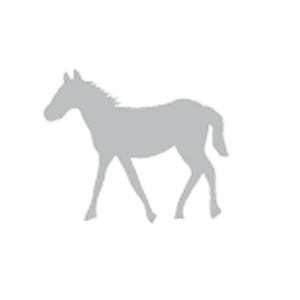 オーダーメイド コードバン (馬革)時計バンド ベルト 馬 ストラップ あなただけの1本をお作りします 原皮からお作りします