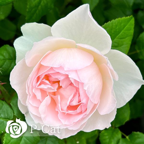 シャリファアスマ ER 2026春発送 オーダー新苗 4号ロング