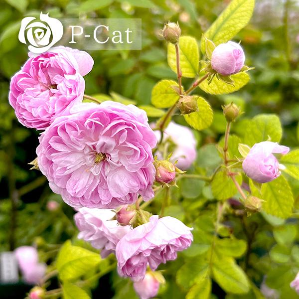 ローラダボー 新苗 正規品 ローラダボー つる性 2026春発送 オーダー新苗 4号ロング