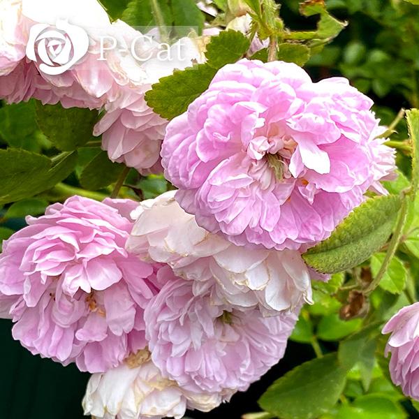 ローラダボー 新苗 正規品 ローラダボー』入荷です✨ こちら @vintage_old_rose さんから枝