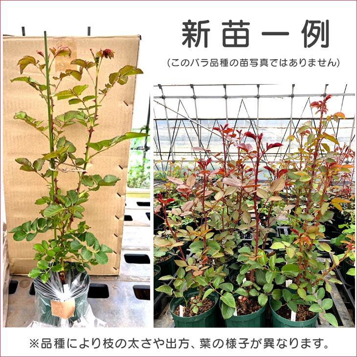 パープルタイガー 木立性 新苗 4号ロング スリット鉢 根頭癌腫病保証