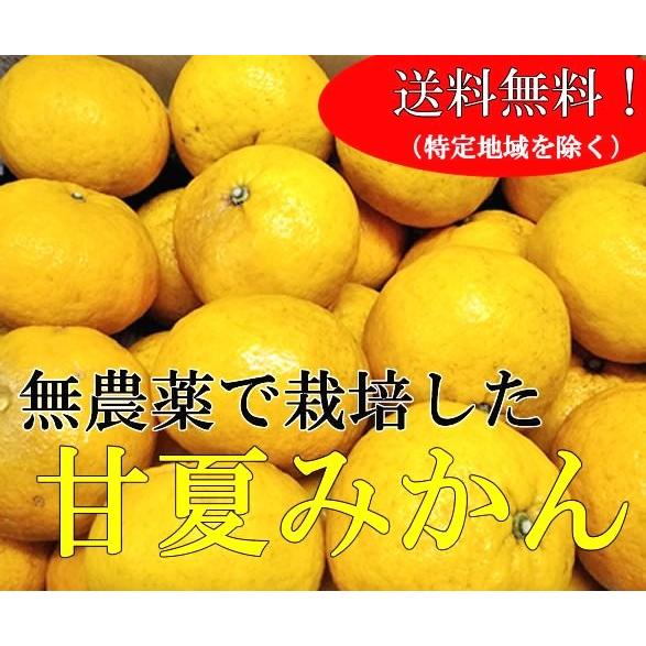 南伊豆の甘夏　農薬不使用　10kg箱　（4月下旬から5月ころ）