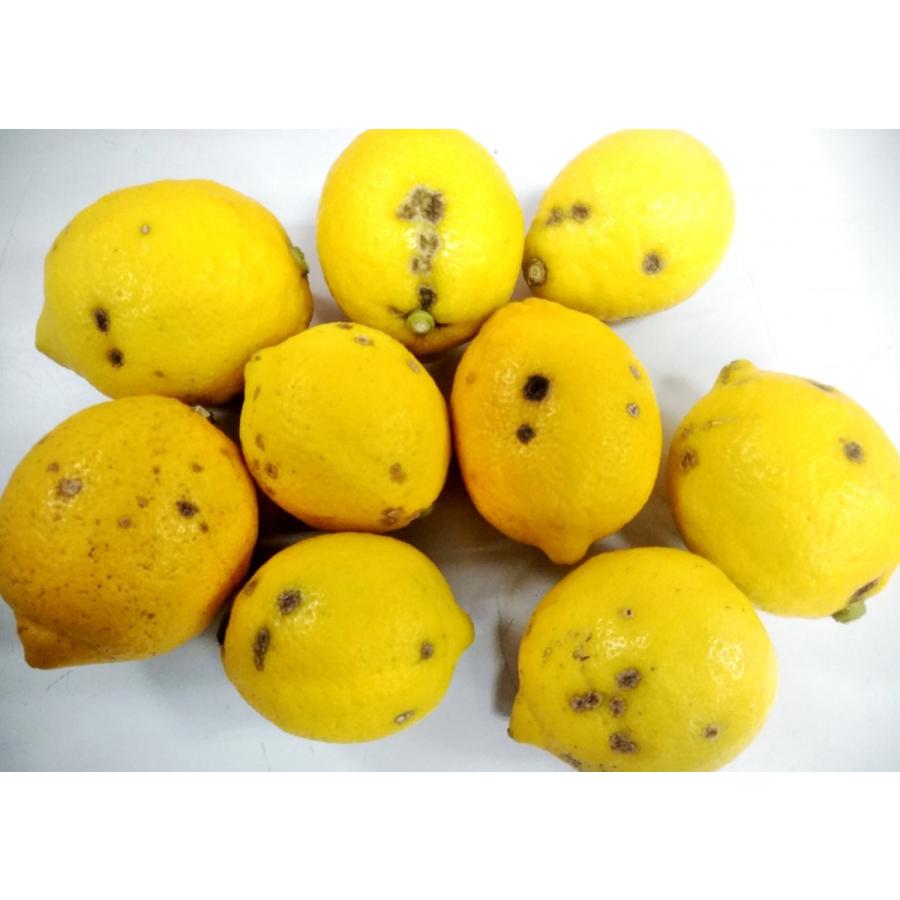 B品 国産 瀬戸内レモン1kg 農薬不使用 収穫でき次第スポット販売 0241 2 有機農産物直売所 ヤフー店 通販 Yahoo ショッピング