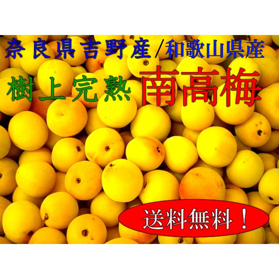 食品 奈良県産 南高梅 5kg