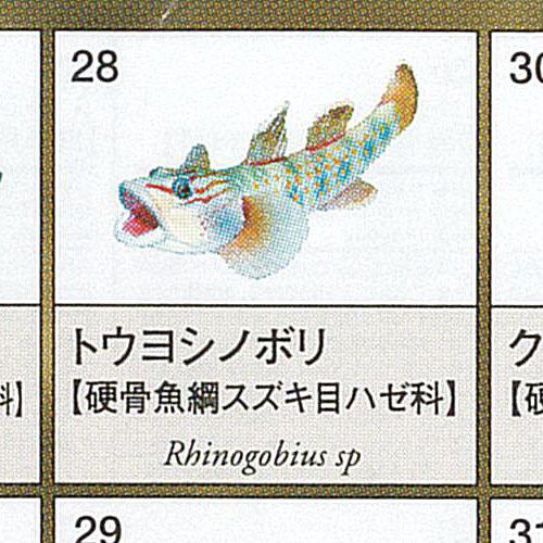原色図鑑 シリーズ 6 原色淡水魚図鑑 2 13：トウヨシノボリ ユージン