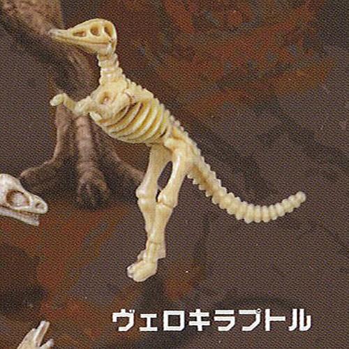 大恐竜 骨格辞典 コレクション フィギュア 初版 7 ヴェロキラプトル ビーム ガチャポン ガチャガチャ ガシャポン G035ct07 遊you 通販 Yahoo ショッピング