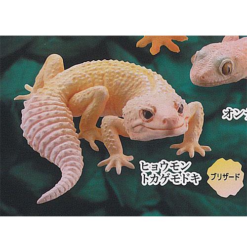 カプセルQ ミュージアム ヤモリ 大全 2 クレステッドゲッコー 4