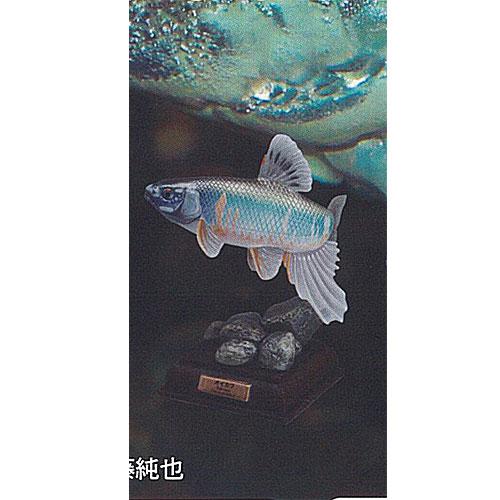 ネイチャーテクニカラー 日本の清流 増補特装版 4：オイカワ 婚姻色